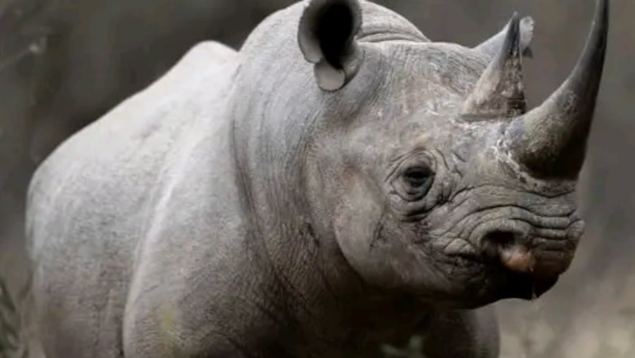 Southern black rhinoceros