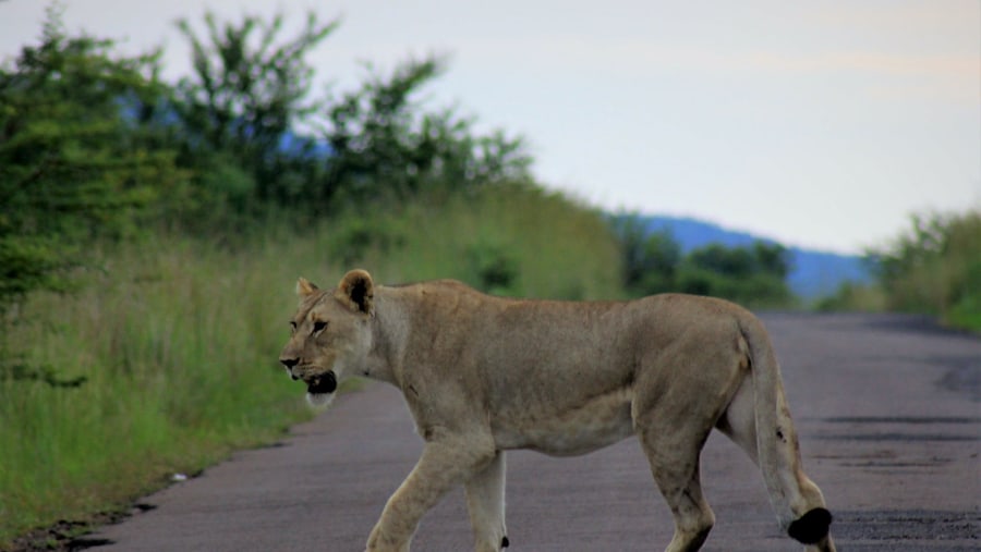 Lioness