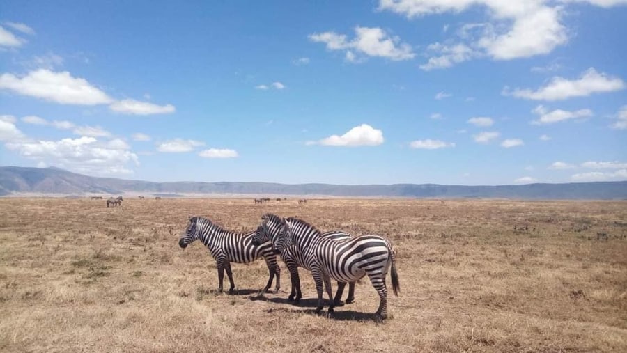 Zebras at Ruaha National Park