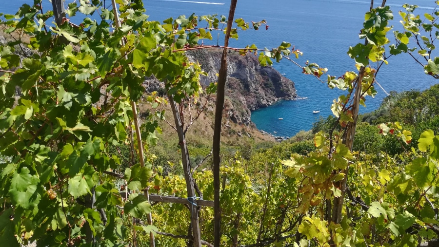 Ischia vineyards