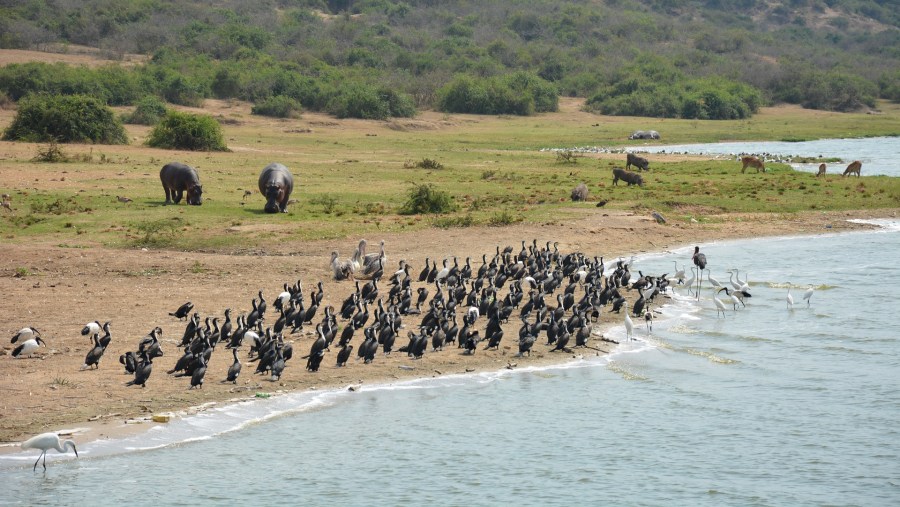 Kazinga Channel