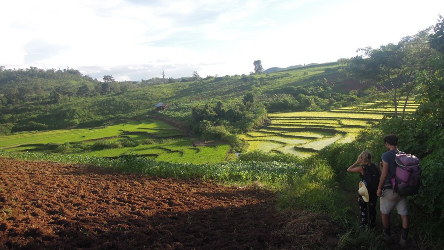 Rice terraces