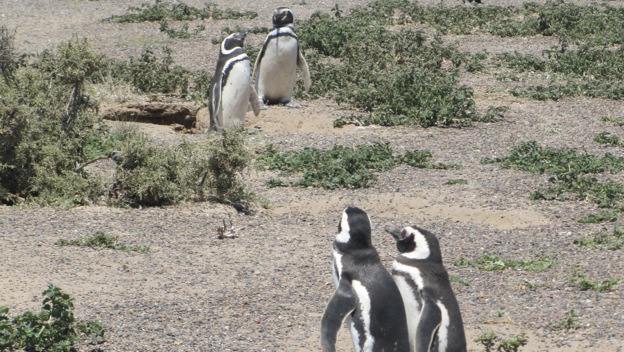 Punta Tombo