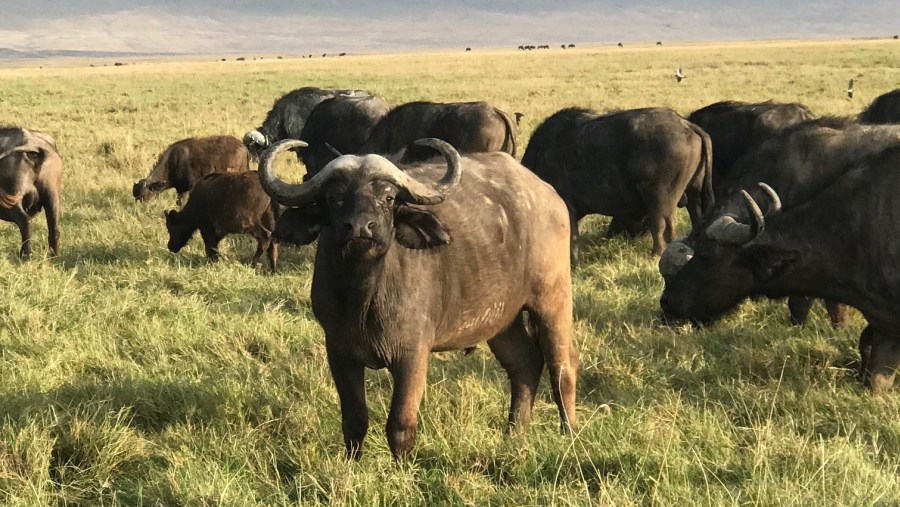 Spot Buffaloes at Arusha National Park