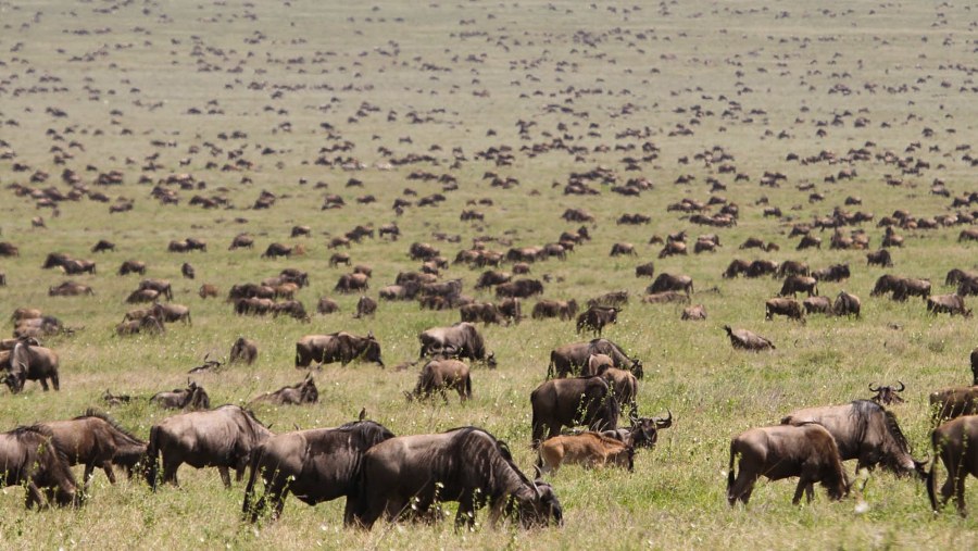 Wildebeest Migration at Serengeti