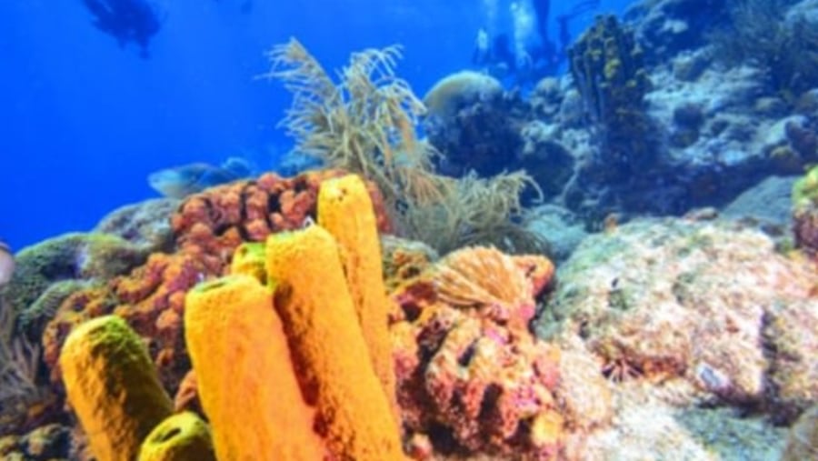 Snorkelling Fun in Jacques Cousteau Reserve