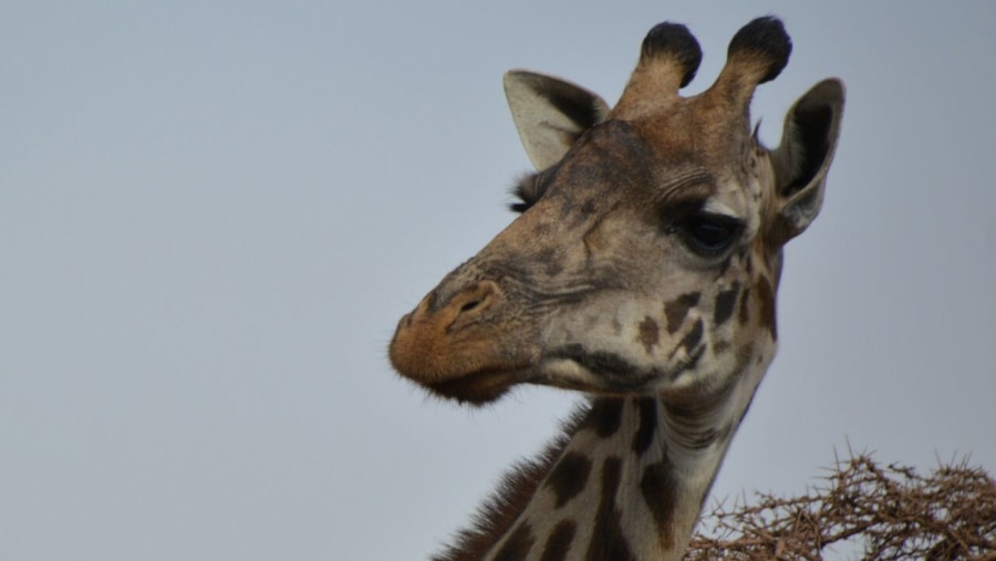 Giraffe at Ngorongoro Conservation Area