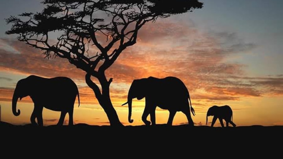 Amboseli National Park, Kenya