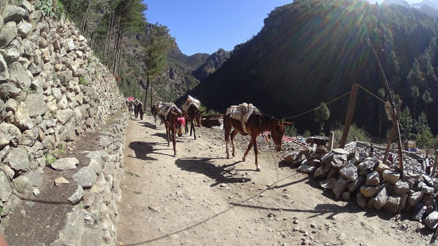 Donkeys on the Manaslu Circuit Trek