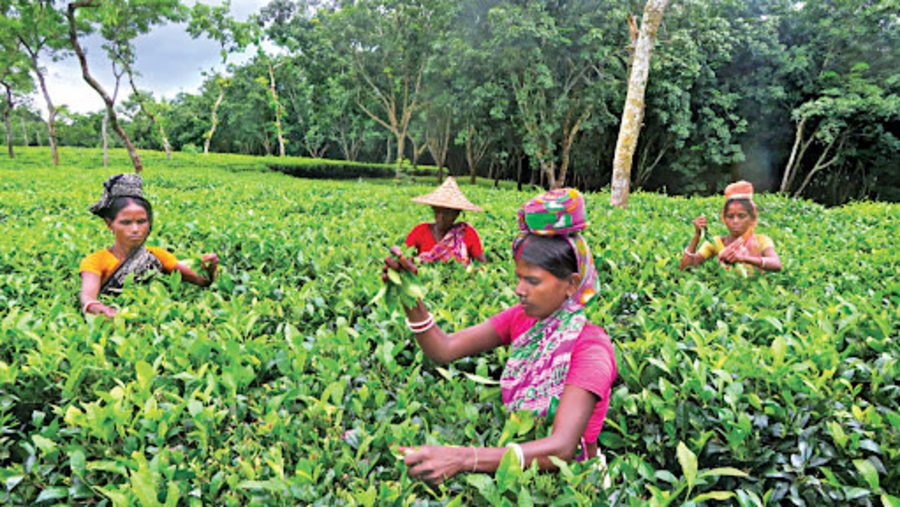 Tea Garden visit