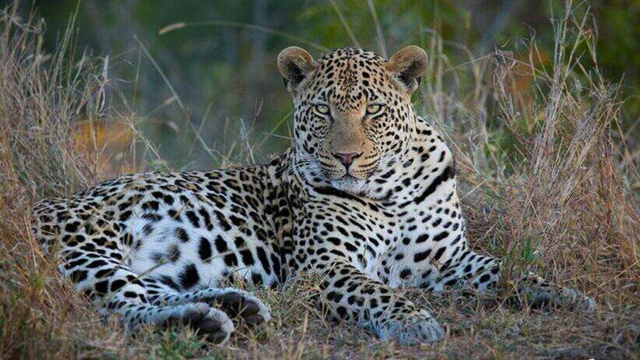 Leopard at Kruger National Park