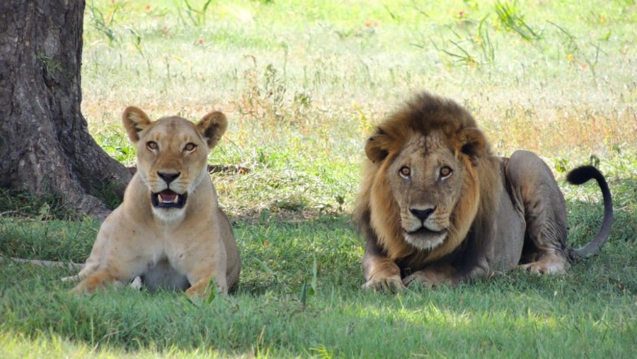 Lions in the Wild