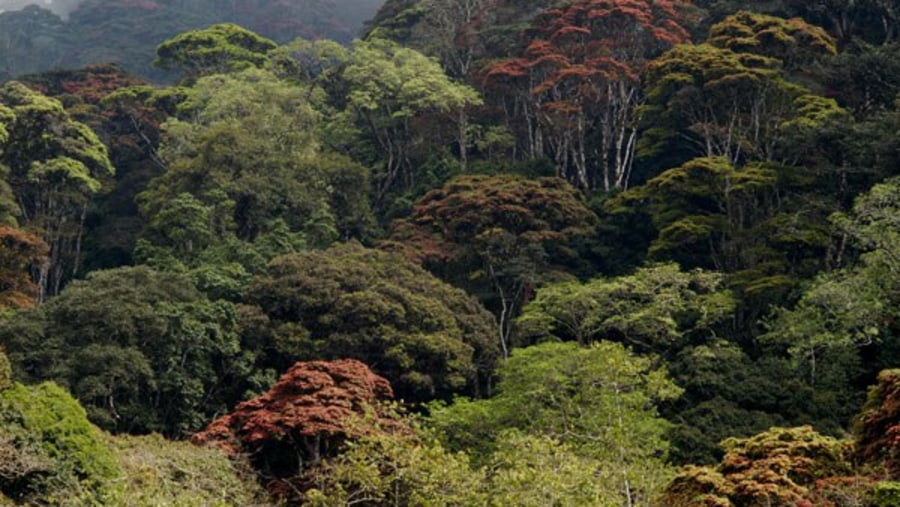 Udzungwa Mountains