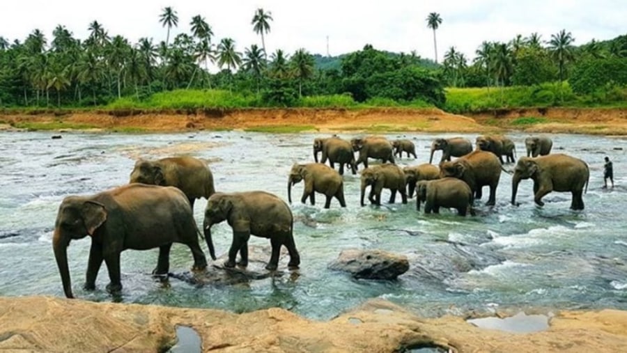 Pinnawala Elephant Orphanage