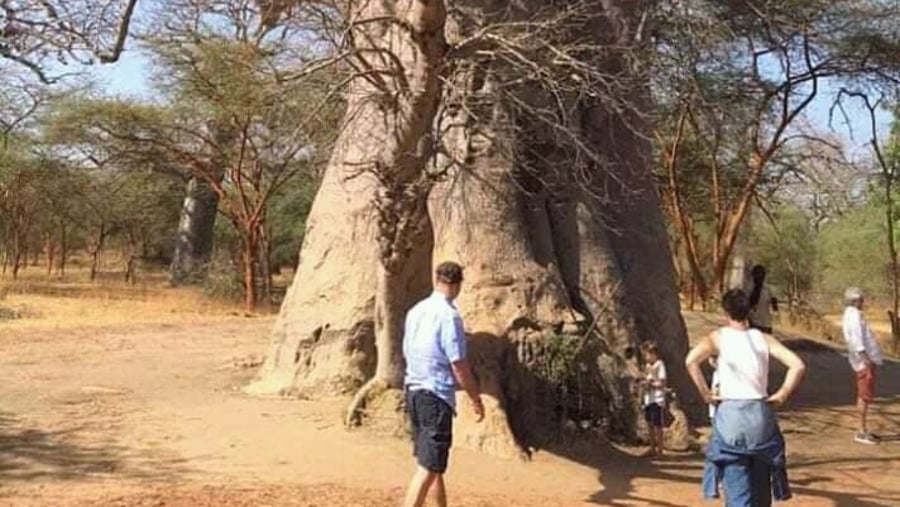 The Big holy baobab tree