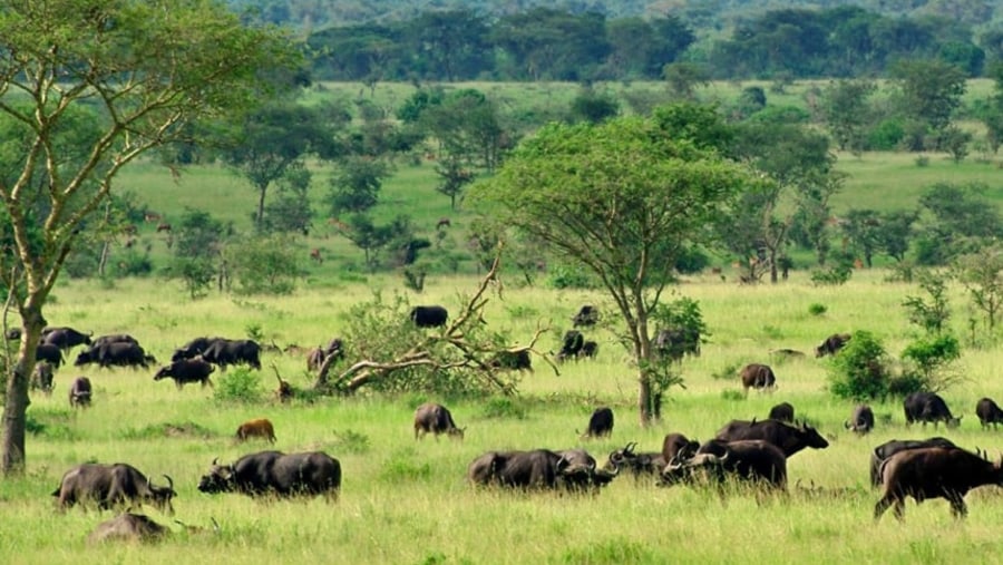 Wild buffaloes in Queen Elizabeth National Park
