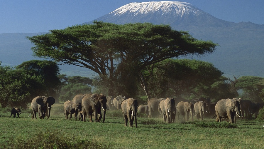 Elephants crossing