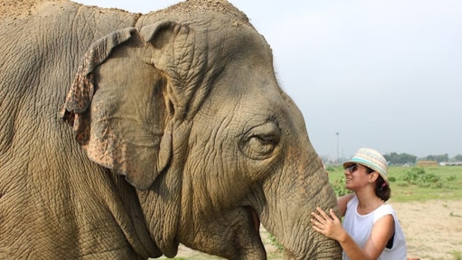 Elephant Rescue Centre in Agra