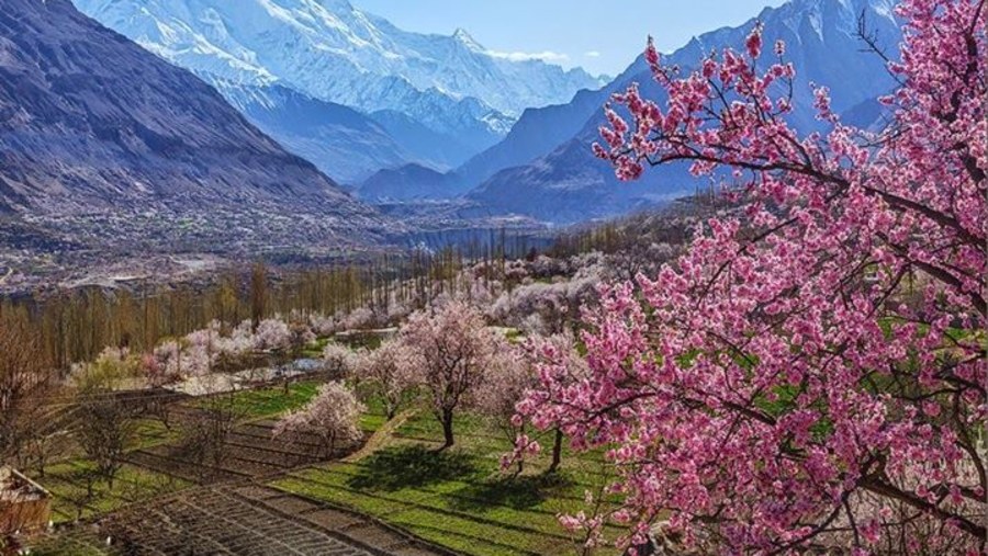 Flowers and Scenic Views