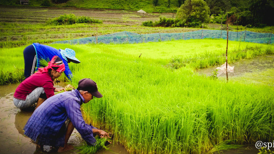 Help the locals in farming