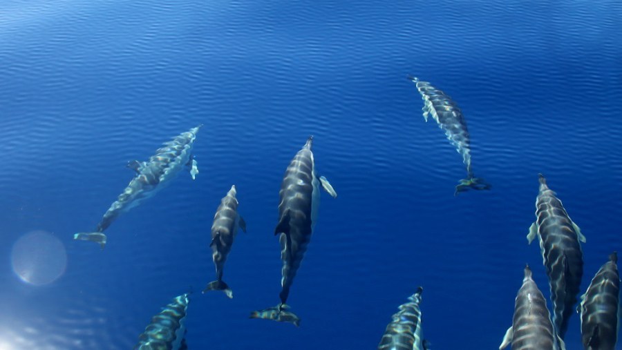 Dolphins Underwater