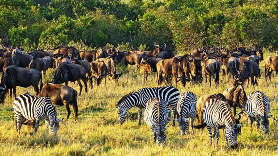 Animals in Masai Mara