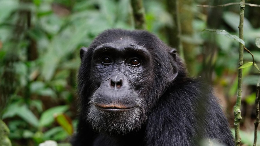 Chimpanzee at Kibale Forest