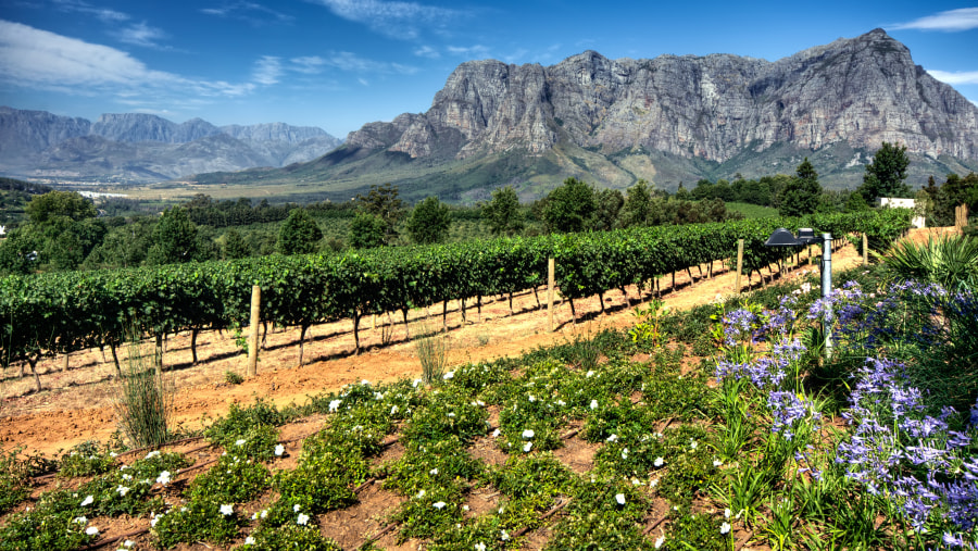 Vineyards