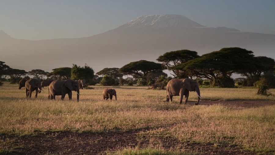 Elephant roaming the grounds with Mt. Kilimanjaro in the backdrop