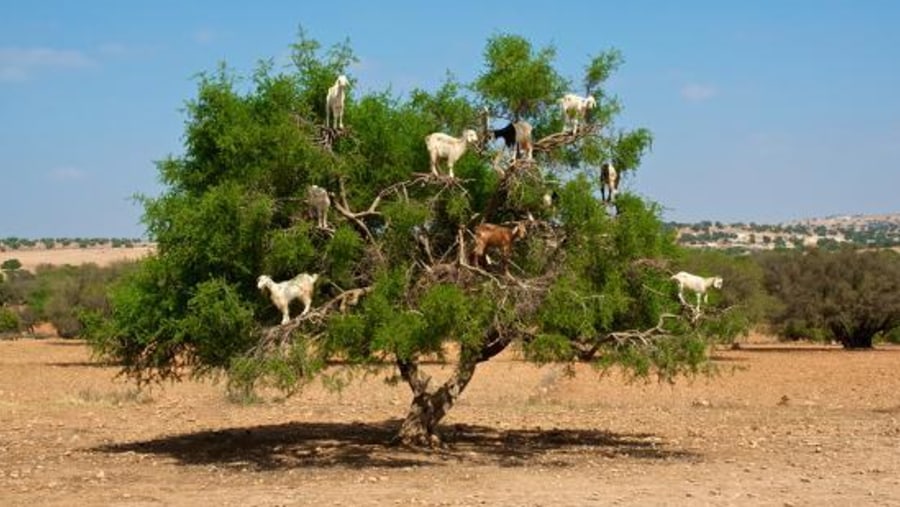 Moroccan Goats on Argan Tree