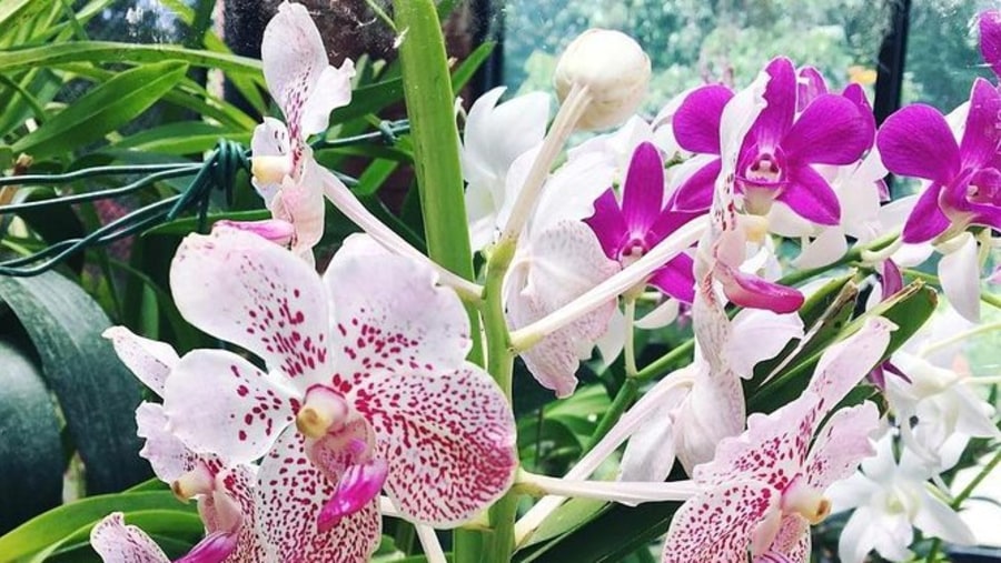 Stunning orchids in the botanical garden