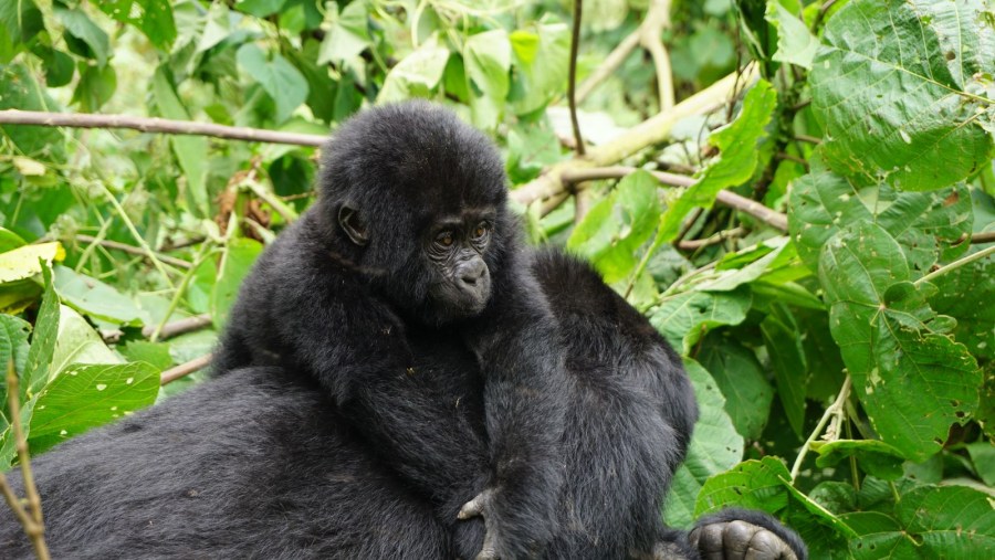 Meet mountain gorillas