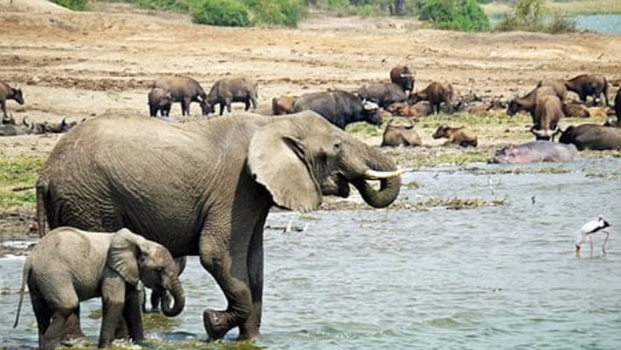 Elephants in the Kazinga Channel