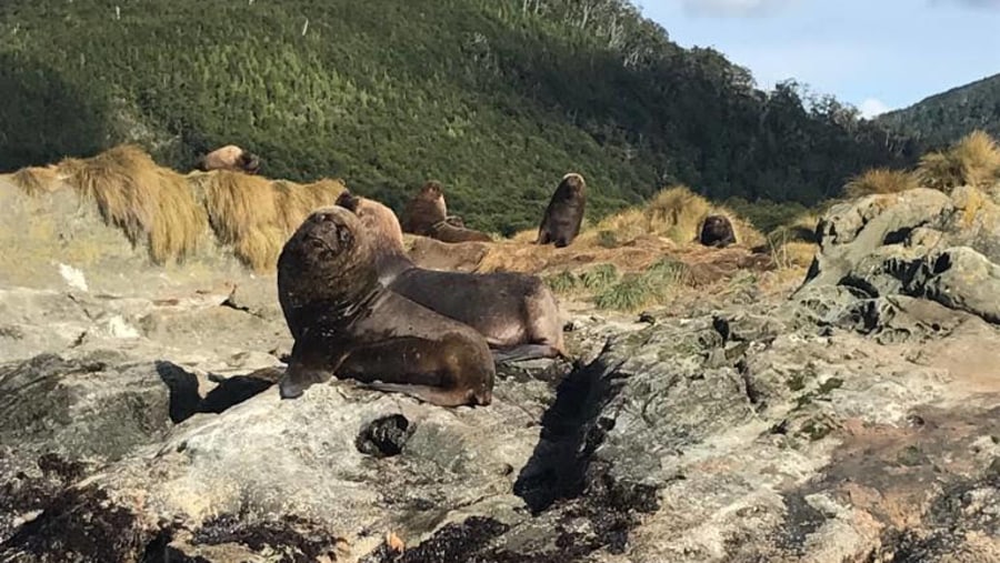 South American sea lions