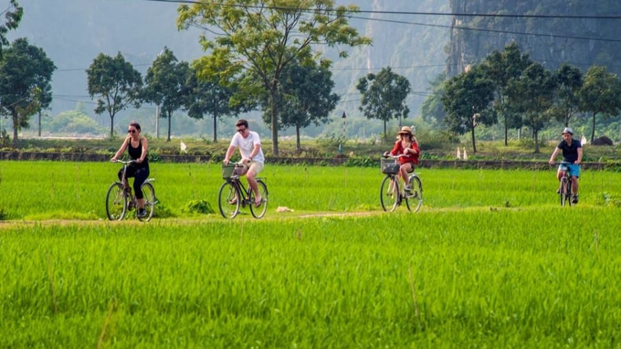 Ride a bike across large paddy fields