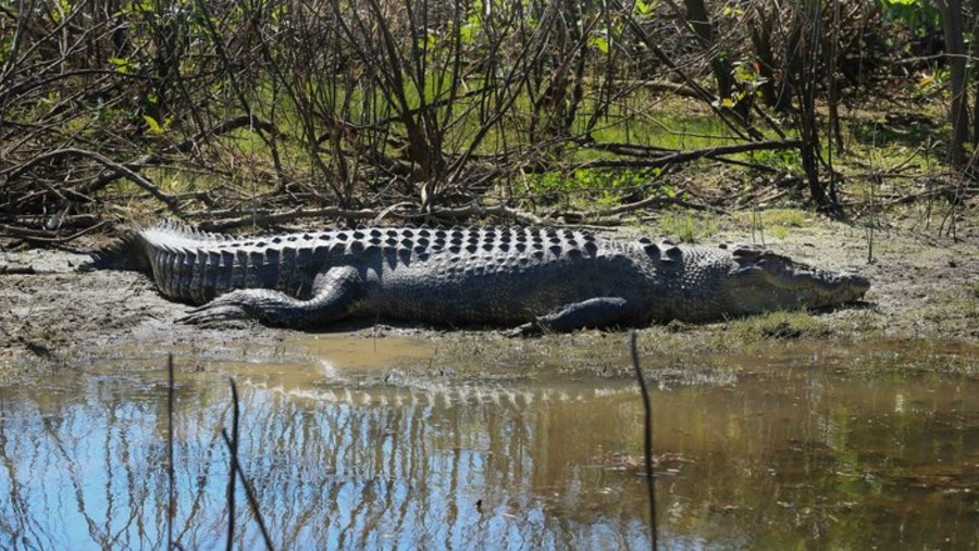 Spot Crocodiles at Corroboree Billabong