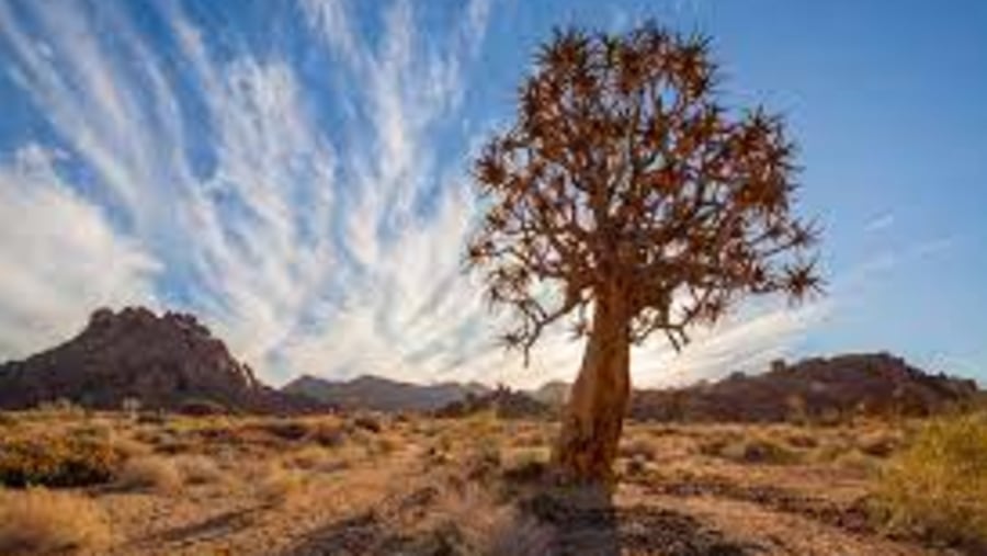 Enjoy the landscapes of the Kalahari Desert