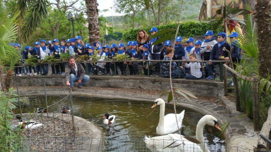 Feeding ducks and swans