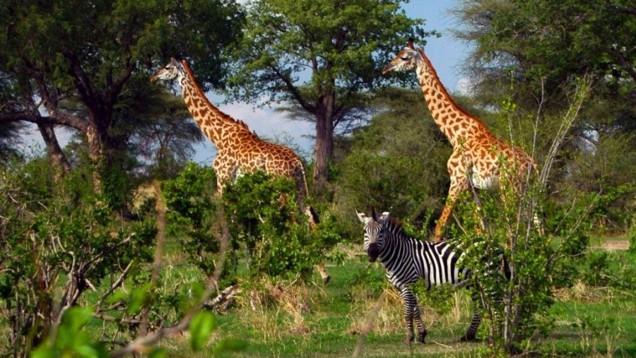 Ruaha National Park