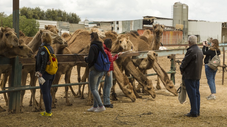 Feed Camels in Bikaner