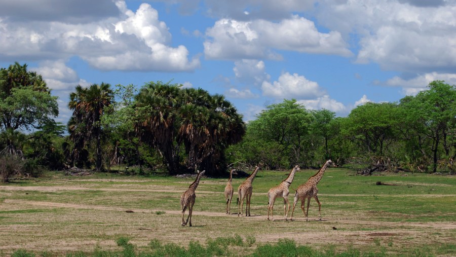 Wildlife at Selous Game Reserve