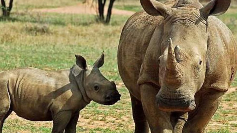 White Rhino and a calf