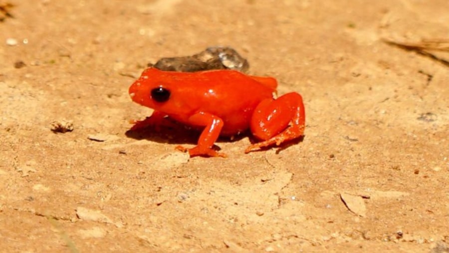 Frog at Madagascar Exotic Park