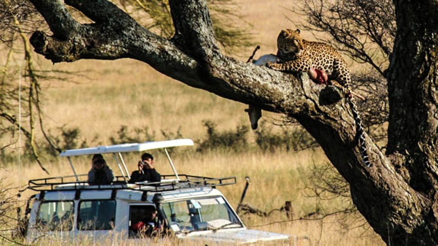 A leopard with it's prey