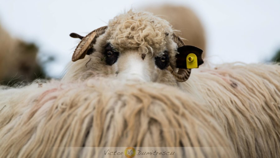 Capture Romanian Sheep