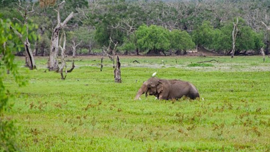 Elephant in Yala National Park