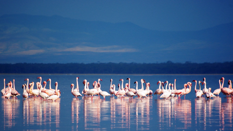 Pink Flamingos at Lake Nakuru