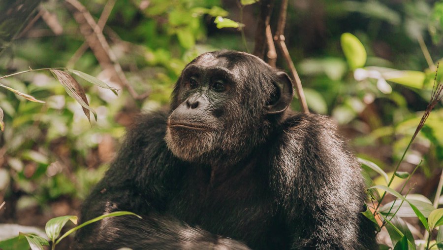 Chimpanzee trekking in Kibale Forest