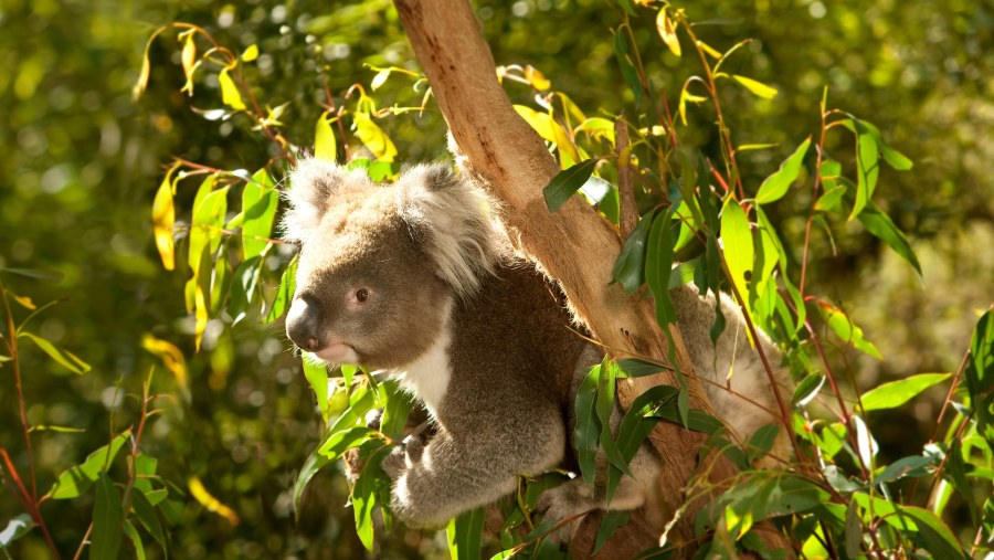 Spot Koalas on your visit to the Healesville Sanctuary, Australia