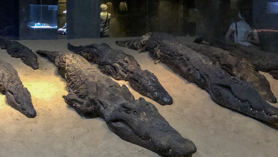 Mummified Nile Crocodiles (Sobek)  at the Temple of Kom Ombo